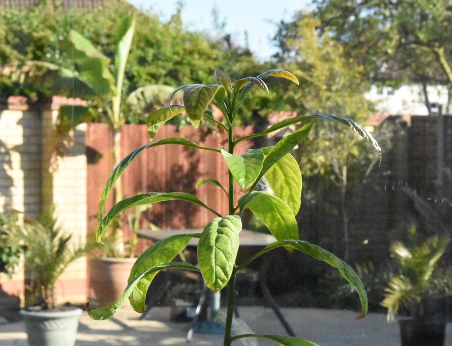 avocado tree