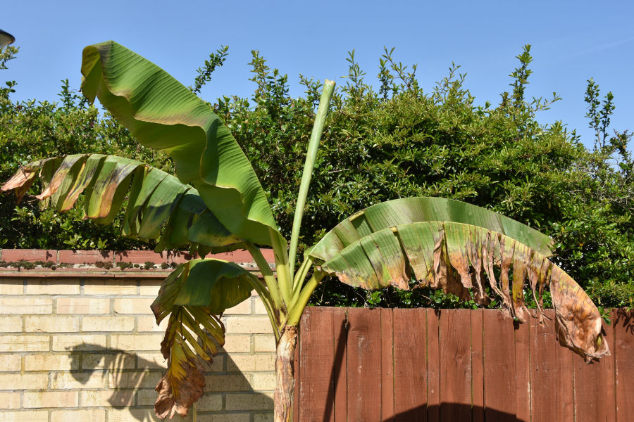 banana tree