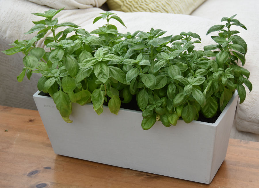 basil