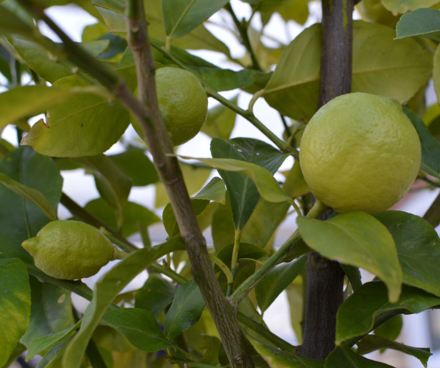 lemon tree