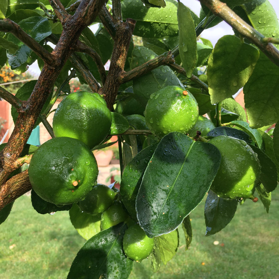 lemon tree
