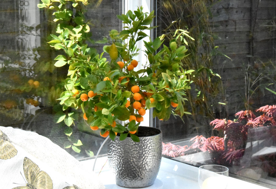 lemon tree