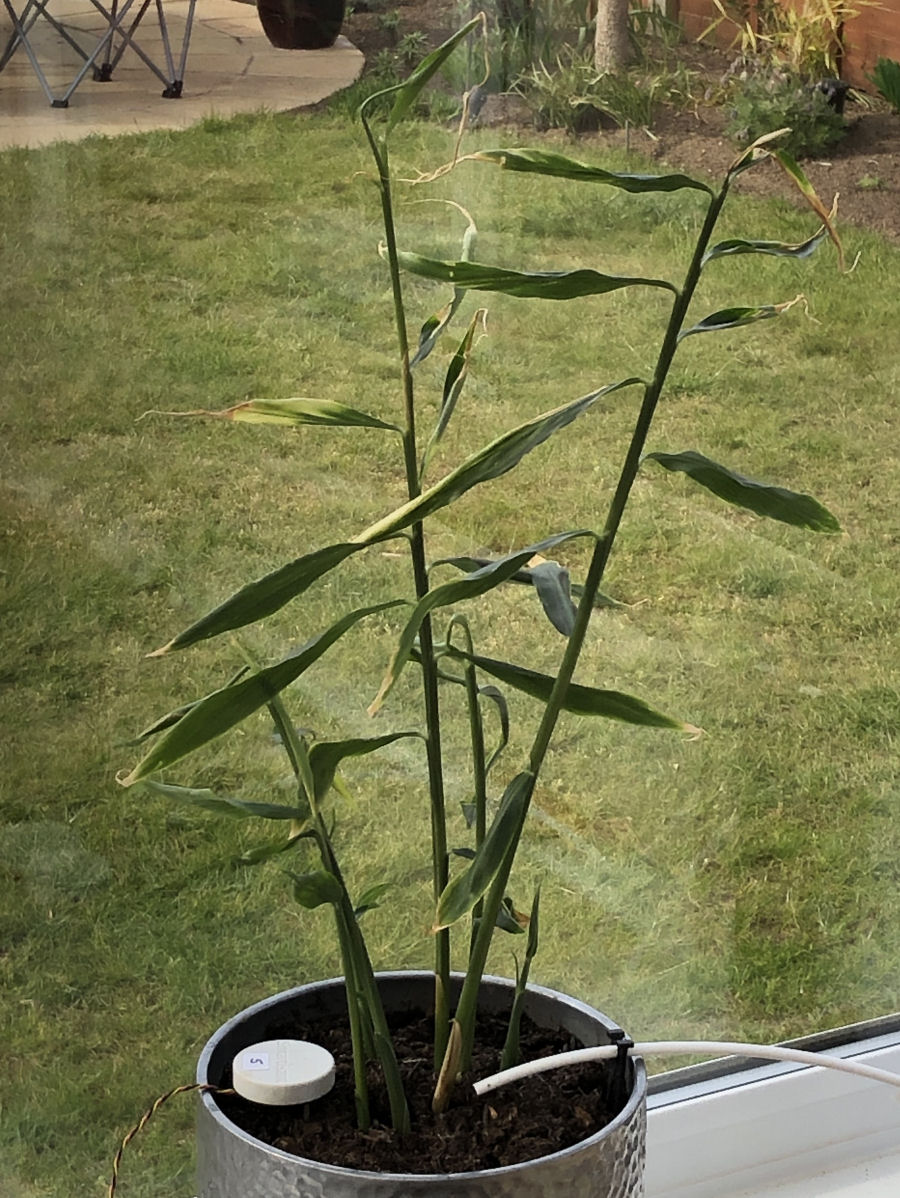 edible root ginger plant